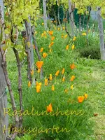 Gelber Mohn.webp
