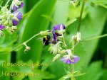 Bummelbienchen an Geranium.JPG