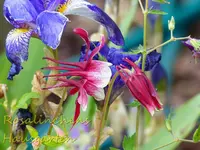 Iris u. Akelei.webp