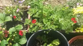fingerkraut rot.webp