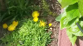 mittagsblume gelbblühend klein.webp