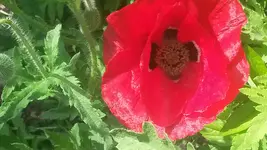 mohn.webp