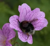 fleissiger Sammler 140515.webp