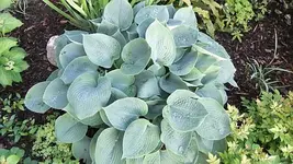 003.webp