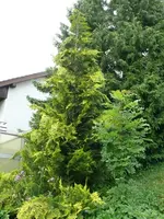 Thuje blüht.webp
