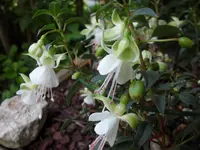 SAM_3970.webp