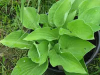 capitata iya giboschi wildform_1024x768.webp