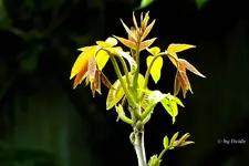 _Walnussbaum.webp