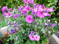 P1000433.webp