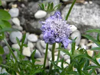 DSCN8055.webp