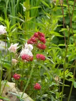 DSCN8074.webp
