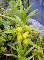 DSCN8022.webp