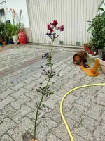 CIMG7941.webp