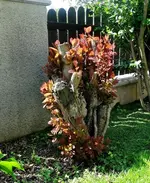 DSC01131.webp