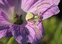 Krabbenspinne 140516_1.webp