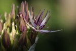 Allium 140516.jpg