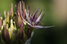 Allium 140516.webp