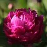 Pfingstrose 140516.webp