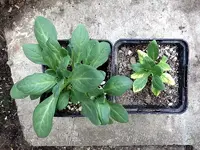 petunie-tet-a-tet-petunia-fertilizers.jpg.webp