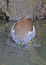 DSC_1340.webp