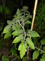 SAM_0005.webp