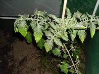 SAM_0006.webp