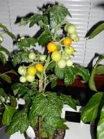 SAM_0004.webp