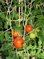 SAM_0003.webp