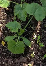 Zuchettis.webp
