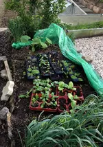 Garten2.webp