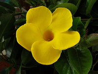 sundaville.webp