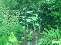 Sonnenblumen.webp