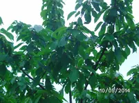 Kordia.webp