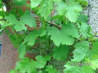 Wein.webp