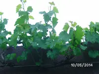 Wein (2).webp