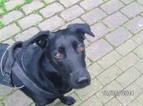 Anka (2).webp