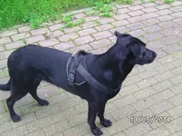 Anka (3).webp