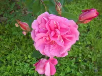 SAM_3974.webp