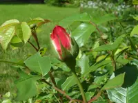 SAM_3980.webp