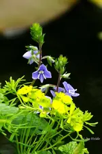 _Am Teich.webp