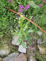 IMG_3256.webp