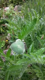 Türkischer Mohn.webp