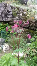 Rote Akelei.webp