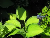 janet_1024x768.webp
