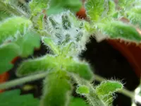 FuzzyWuzzy.webp