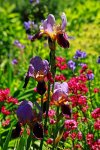 Iris_lila_pink_purple_500.JPG