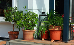Sommer auf der Terrasse4_640.webp