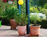 Sommer auf der Terrasse2_640.webp