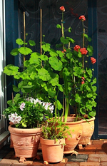 Sommer auf der Terrasse3_500.webp