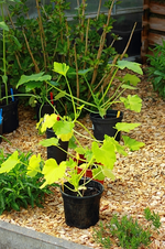 Zucchini_grün_500.webp